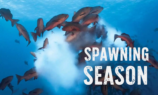 Fish Spawning in Australia this Summer.