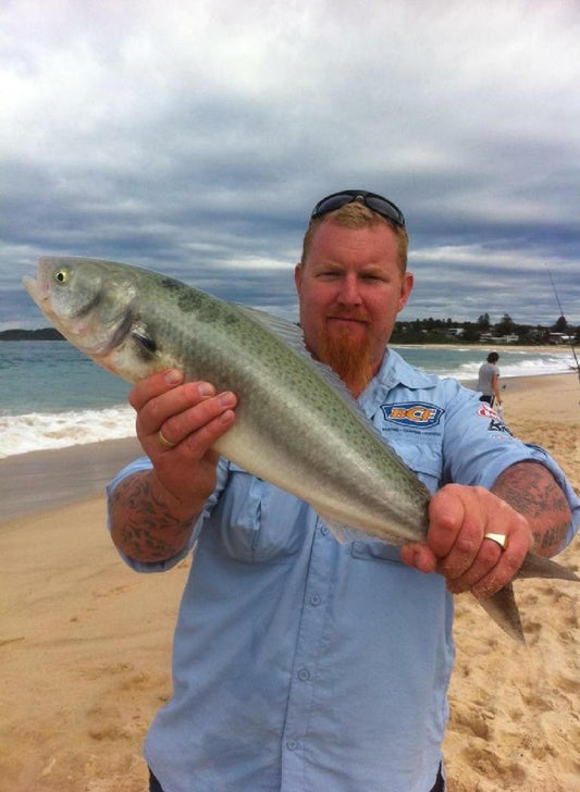 Chasing Aussie Salmon