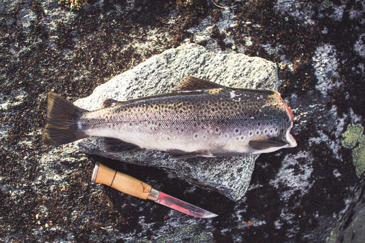 trout fishing